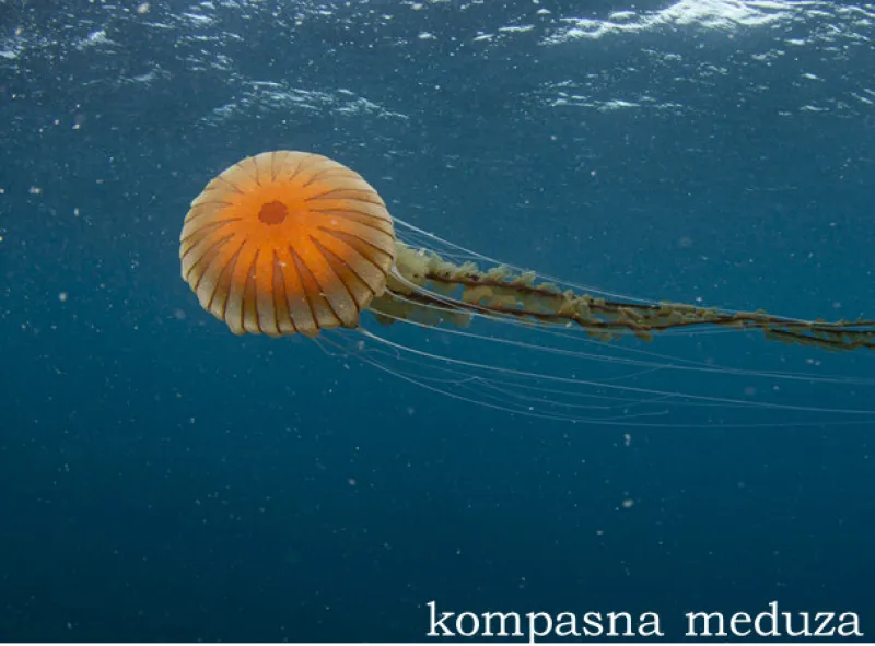 Kompasna meduza