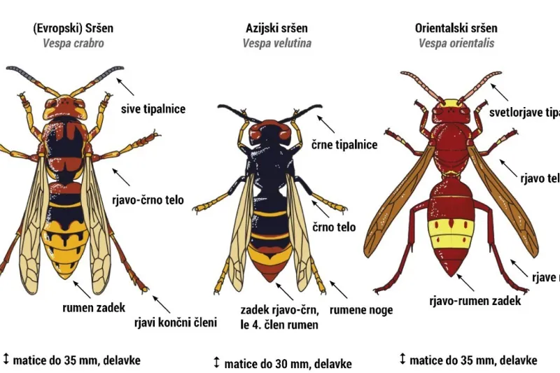 Z leve proti desni evropski, azijski in orientalski sr&scaron;en. Foto: Ministrstvo za kmetijstvo, gozdarstvo in prehrano.