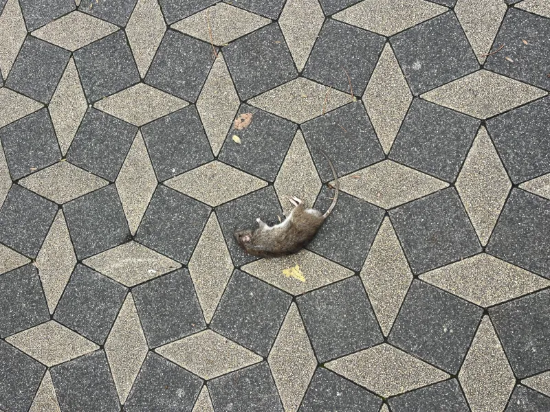 Mrtva podgana na Slovenski cesti v centru Ljubljane.