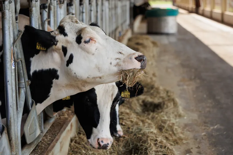 V Švici je približno pol milijona mlečnih krav, letno jih običajno zakoljejo okoli 85.000. Foto: STA