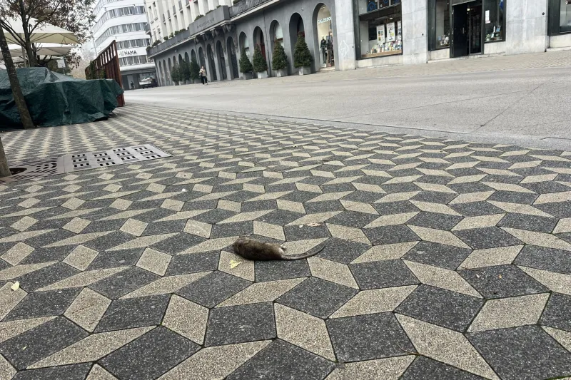 Podgane v Ljubljani. 