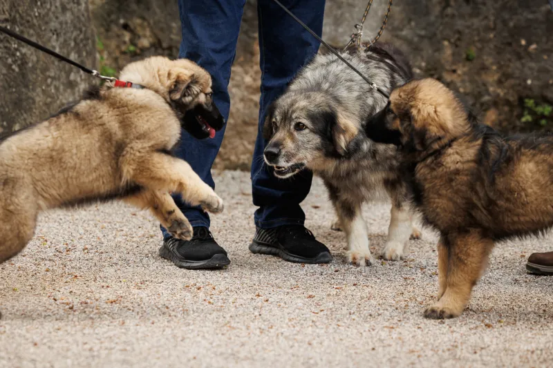 Psi bodo med sprehodom na javnih mestih še vedno morali biti na povodcu. FOTO: STA