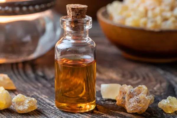 Zaradi porasta globalnega povpra&scaron;evanja, ki ga poganja zlasti wellness industrija in povpra&scaron;evanje po eteričnih oljih se drevesa danes preveč intenzivno izkori&scaron;ča. Foto: Canva