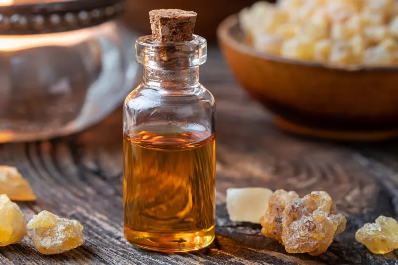 Zaradi porasta globalnega povpra&scaron;evanja, ki ga poganja zlasti wellness industrija in povpra&scaron;evanje po eteričnih oljih se drevesa danes preveč intenzivno izkori&scaron;ča. Foto: Canva