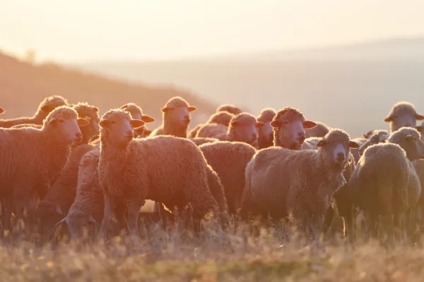 Zakol namesto cepljenja: odločitev, ki lahko uniči gr&scaron;ko feto. Foto. Canva