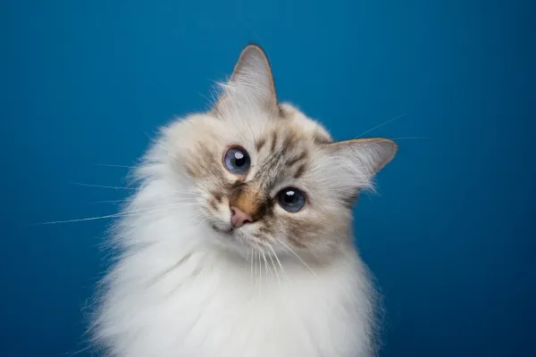 V oporoki je navedel sedem ključnih oseb &ndash; večinoma svoje najzvestej&scaron;e sodelavce in muze &ndash; a daleč največ prahu je dvignila usoda njegove birmanske mačke Choupette. Foto: Canva