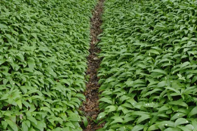 Slovenija, Goricane, 20.04.2009, 20. April 2009 Ozka pot se vije po gozdu polnem divjega cesnja, Cemaza. Narava, rastline, prehrana, dodatek, gozdne poti, darovi narave, Foto: Ziga Zivulovic jr./Bobo