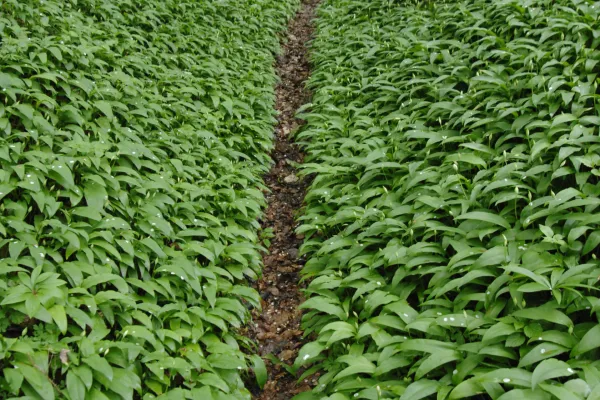 Slovenija, Goricane, 20.04.2009, 20. April 2009 Ozka pot se vije po gozdu polnem divjega cesnja, Cemaza. Narava, rastline, prehrana, dodatek, gozdne poti, darovi narave, Foto: Ziga Zivulovic jr./Bobo