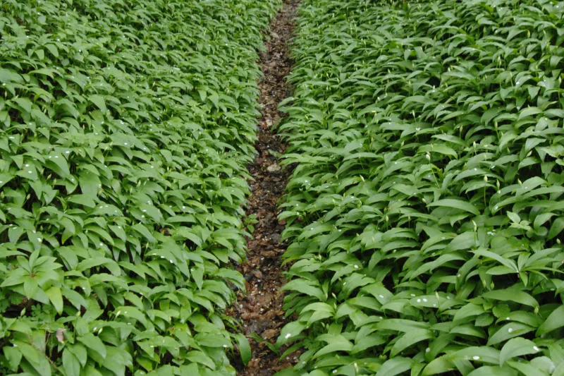 Slovenija, Goricane, 20.04.2009, 20. April 2009 Ozka pot se vije po gozdu polnem divjega cesnja, Cemaza. Narava, rastline, prehrana, dodatek, gozdne poti, darovi narave, Foto: Ziga Zivulovic jr./Bobo
