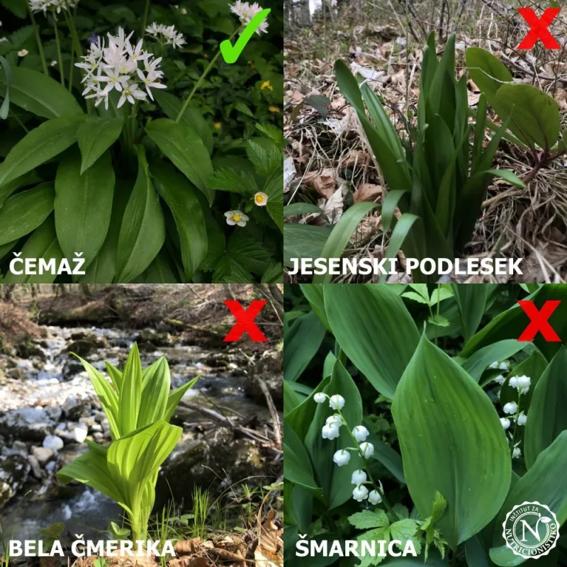 Kako prepoznati čemaž? Foto: NIJZ