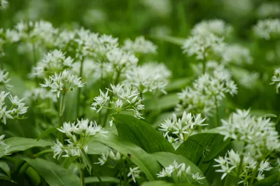 Pri nabiranju čemaža je treba biti &scaron;e posebej previden. Foto: Canva