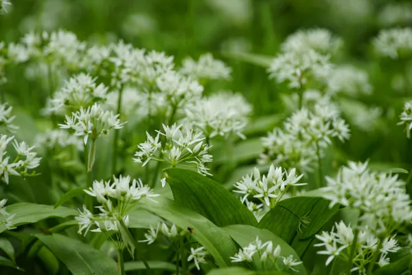 Pri nabiranju čemaža je treba biti &scaron;e posebej previden. Foto: Canva