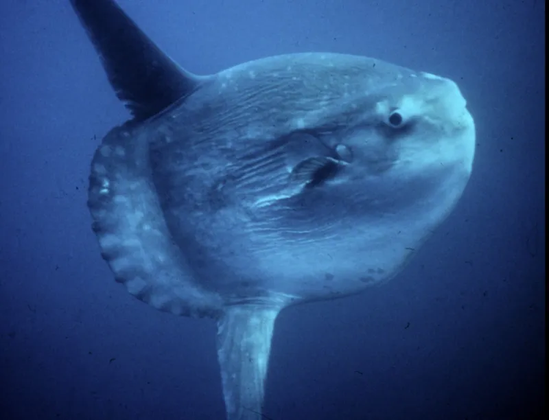 sunfish, wikipedija