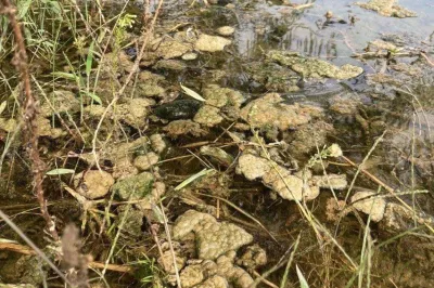 Rastejo na kamnih ali drugih podlagah v vodi, od katerih se sčasoma odlepijo, nato pa v obliki go&scaron;če plavajo na vodni gladini. Foto: Ciano SLO