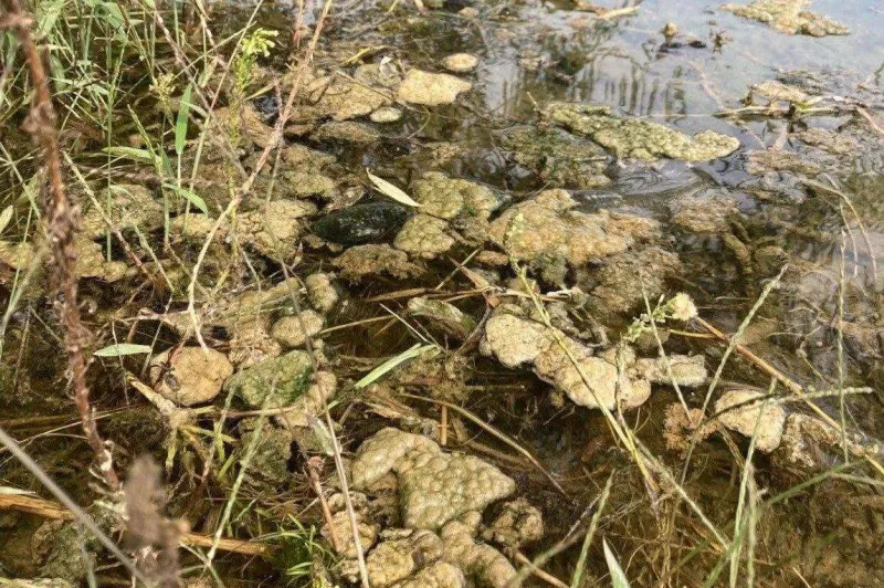 Rastejo na kamnih ali drugih podlagah v vodi, od katerih se sčasoma odlepijo, nato pa v obliki go&scaron;če plavajo na vodni gladini. Foto: Ciano SLO