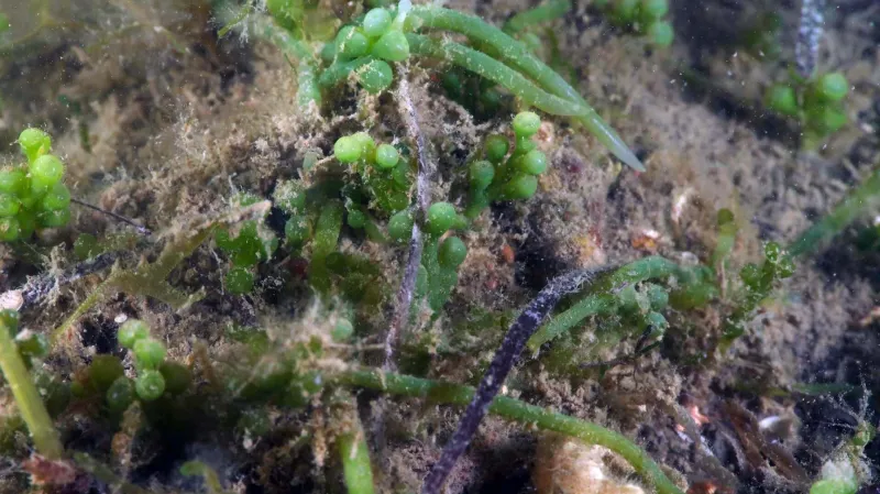 alga, Marina Protetta Miramare
