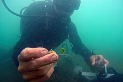 alga, Marina Protetta Miramare