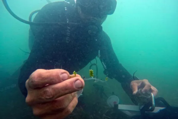 alga, Marina Protetta Miramare