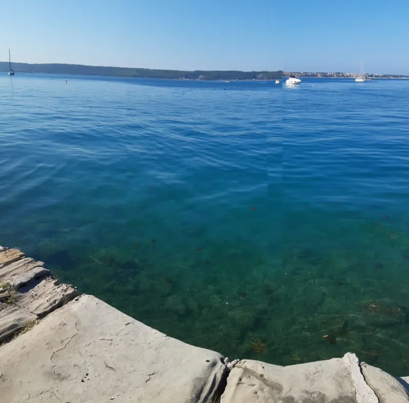 meduza, morska cvetača, Portorož