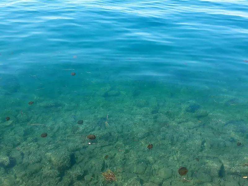 Strokovnjaki pravijo, da ta vrsta meduze ni nevarna človeku. Foto: Uredni&scaron;tvo