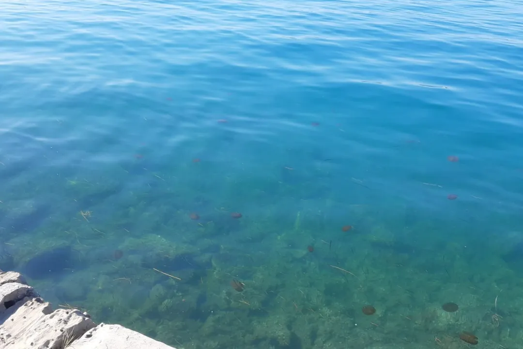 meduze v Portorožu