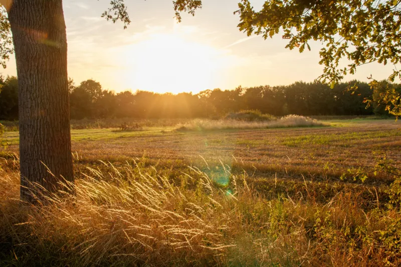 Državna kmetijska zemlji&scaron;ča v Vodnjanu so pritegnila veliko &scaron;tevilo zainteresiranih kmetovalcev. Foto: Canva
