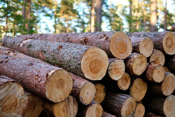 Spra&scaron;ujejo se, koliko dreves je bilo posekanih in koliko lesa so že odpeljali v Slovenijo. Foto: Canva