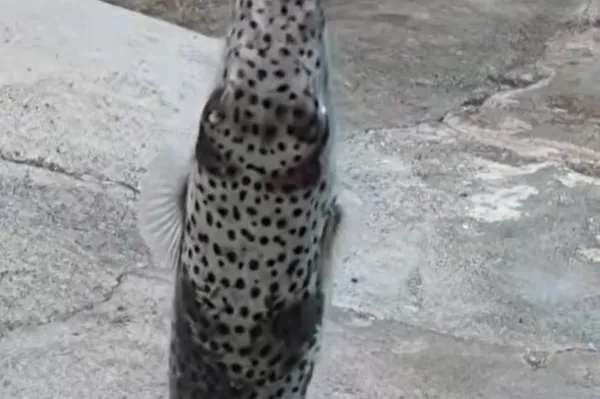 Gre za invazivno vrsto, ki vsebuje izjemno nevaren tetrodotoksin. Foto: youtube