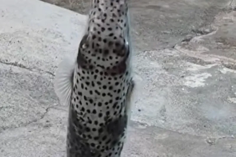 Gre za invazivno vrsto, ki vsebuje izjemno nevaren tetrodotoksin. Foto: youtube